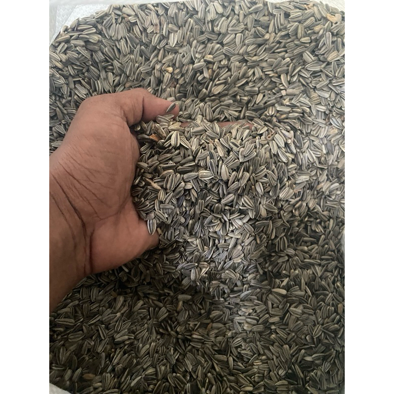 kuaci hamster 1 kg kuaci kecil pakan burung kuaci pakan burung kwaci hamster kecil 1 kg pakan burung