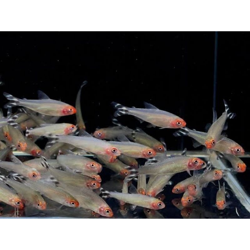 Ikan Hias Red Nose Tetra Size 2 Cm