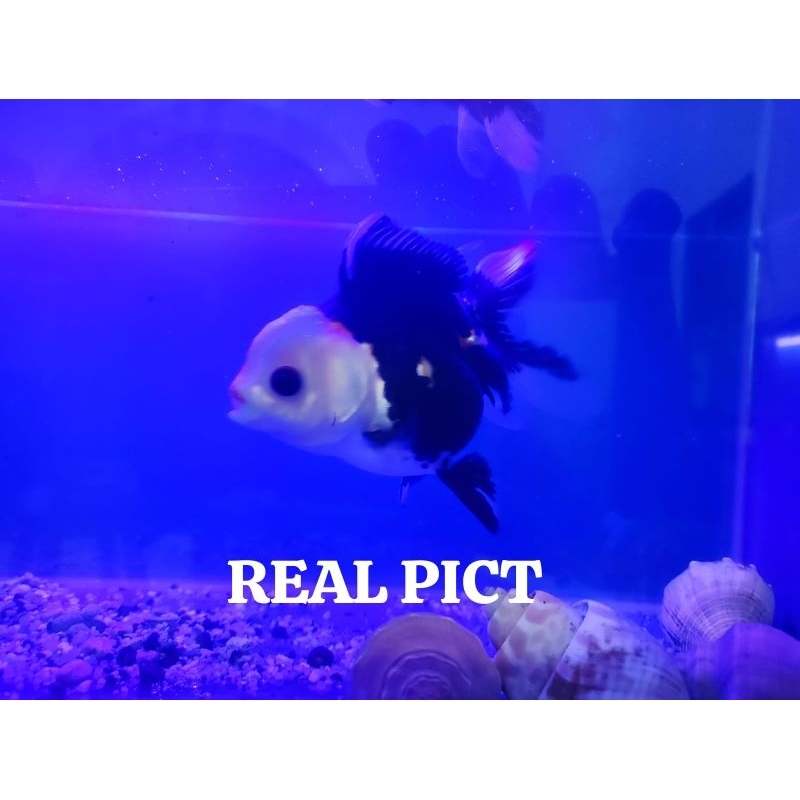 Mas koki oranda panda size 11-12cm