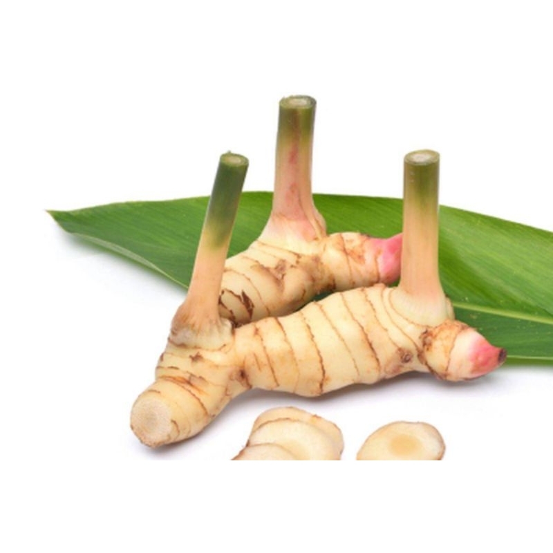 

LENGKUAS FRESH 1kg