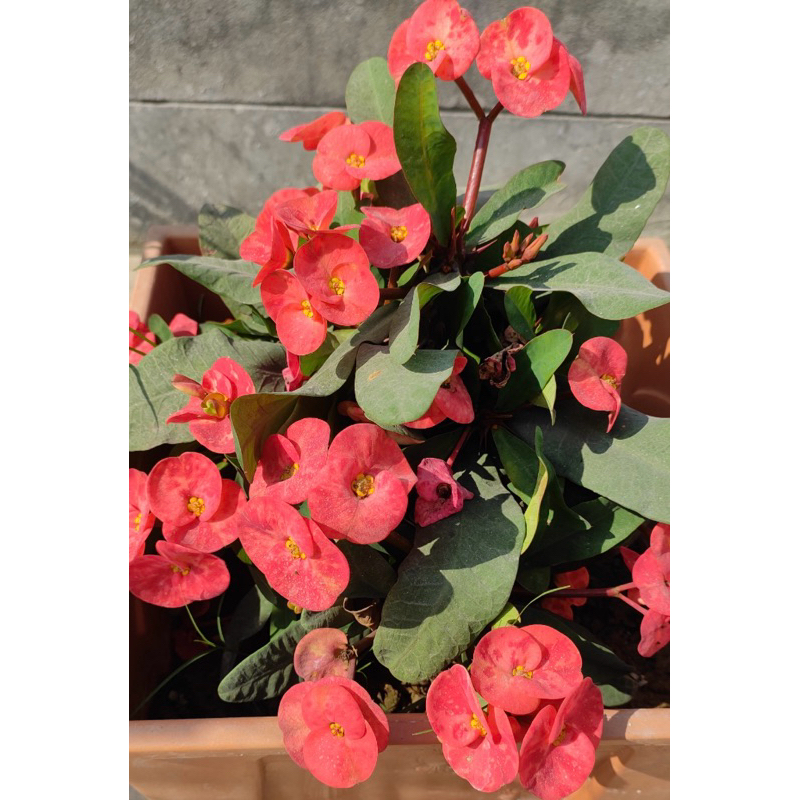 Tanaman Hias Euphorbia Geroldii