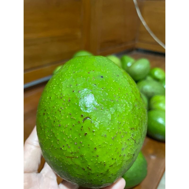 

1kg Buah Alpukat Mentega isi 5 - 6