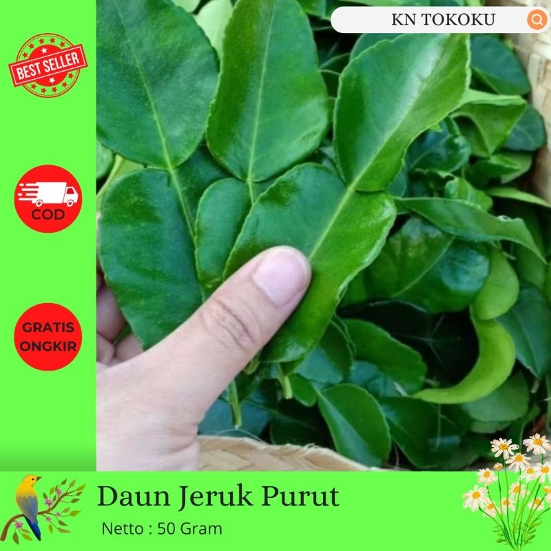 

OBRAL 50 Gram Daun Jeruk Purut Segar Untuk Masak