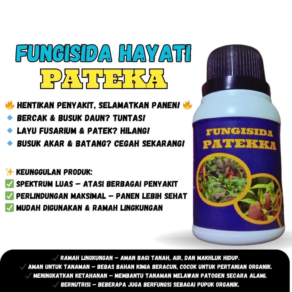 patekka fungisida organik hayati obat patek cabe busuk buah akar