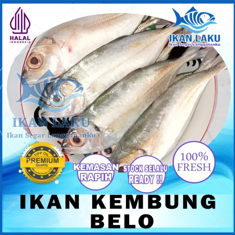 

IKAN KEMBUNG BELO PREMIUM FRESH TERMURAH BERGARANSI IKAN LAKU IKAN SEGAR IKAN BEKU