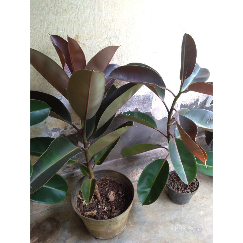 Raflezia Karet Kebo/Karet Kebo