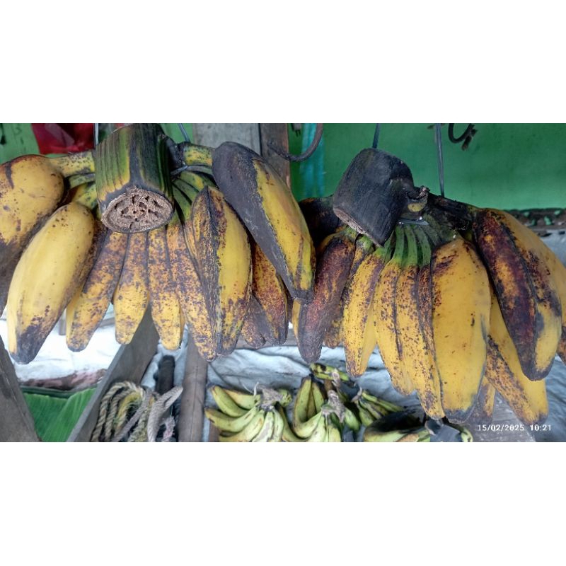 

PISANG kepok putih besar