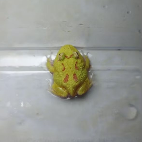 Kodok pacman frog albino 4 spot