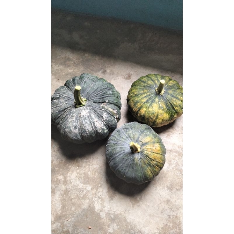 

Labu kuning harga per 1 kg