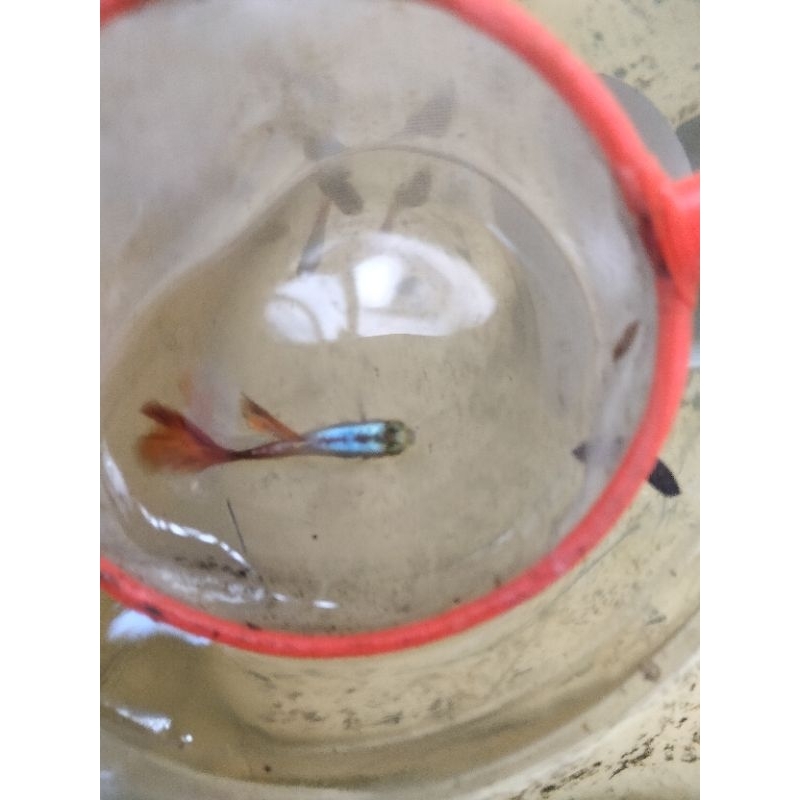 Ikan guppy PRT (Platinum Red Tail) sepasang