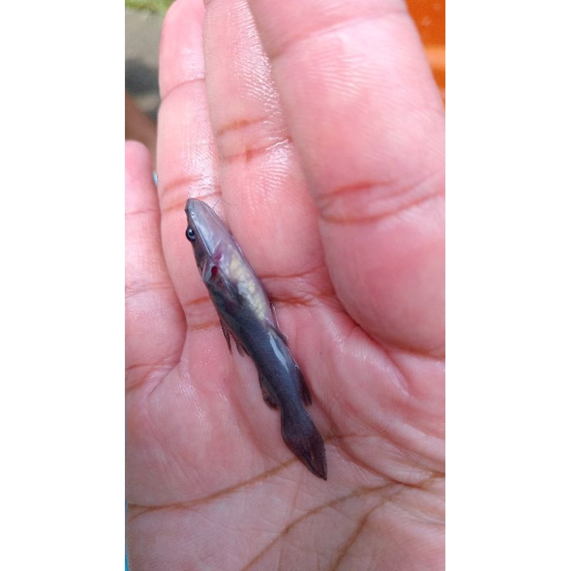 Bibit Ikan Baung 5-7 cm (khusus JAWA TIMUR aja)