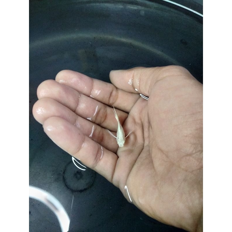 pewangi molly cawang lyretail