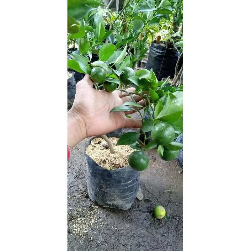 Bibit Jeruk Tayam Madu Kondisi BERBUAH ( Santang Hijau ) - CITAYAM