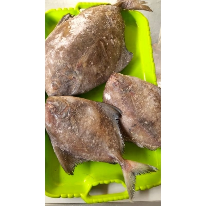 

Ikan Bawal Frozen 1 kg Premium