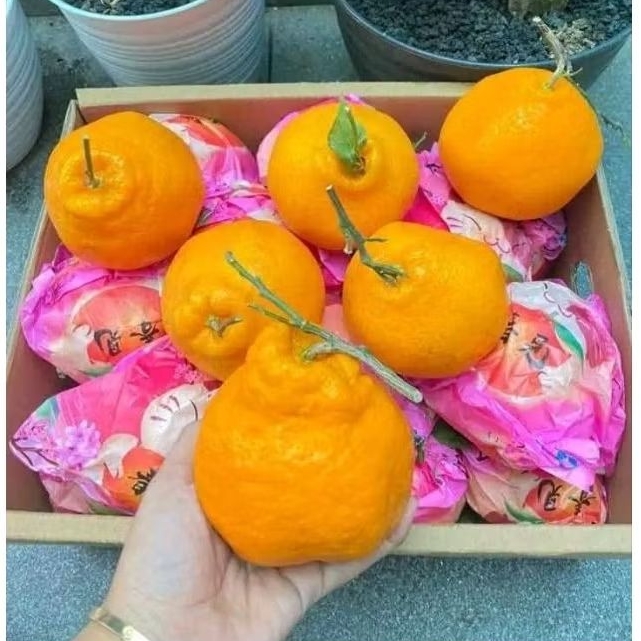 

JERUK DEKOPON/PAPAGAN PANDA 1 KERANJANG XL 5kg