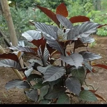 

Ready Daun kopi ungu /Handeuleum 50 lembar Obat penyakit Wasir