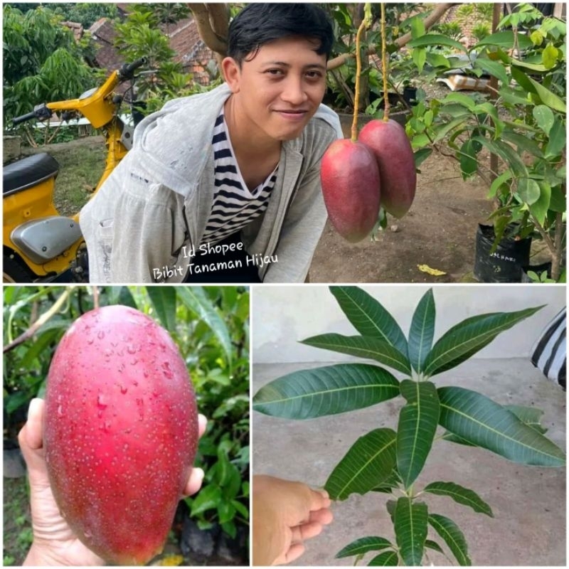 Bibit Mangga Miyazaki