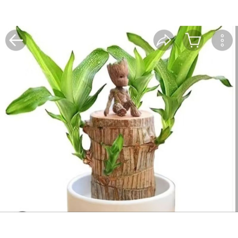 hanjuang bonsai/Bonsai hanjuang/Brazilia