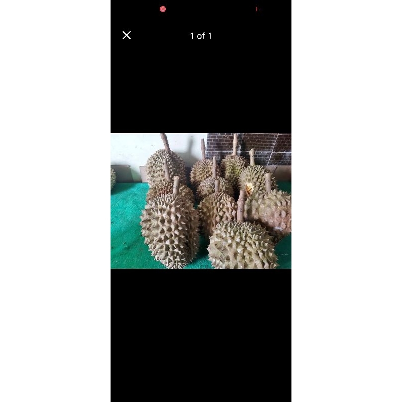 

Duren Bawor 5 Buah