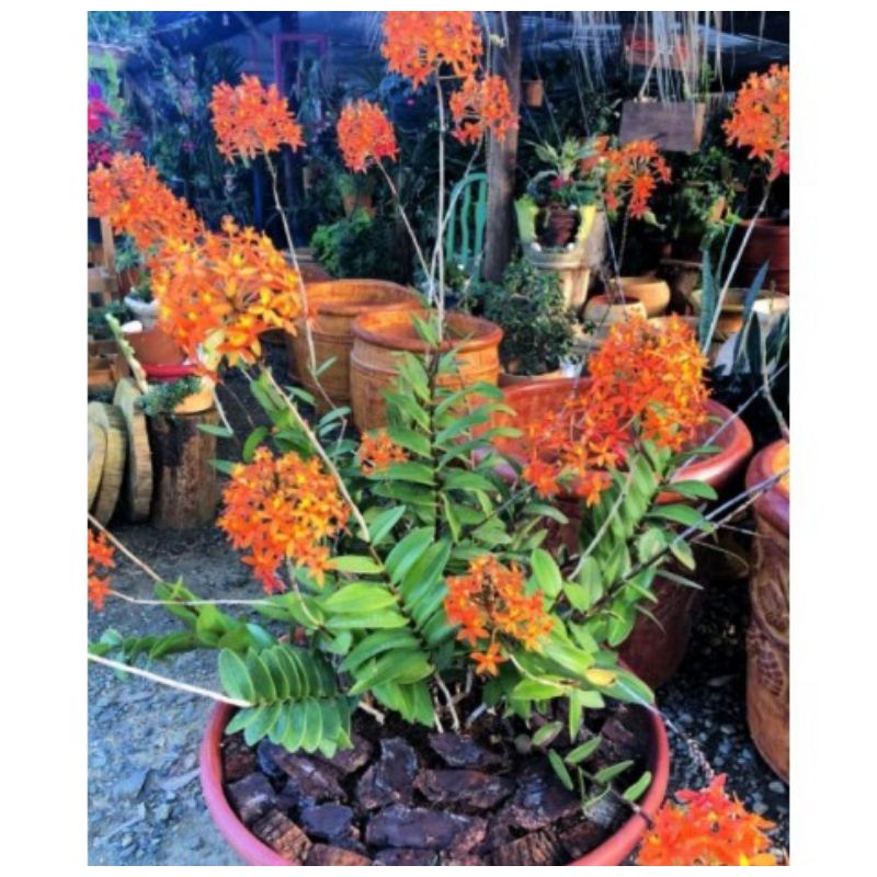 tanaman hias hidup anggrek merpati bunga Oren / anggrek tanah / epidendrum radicans