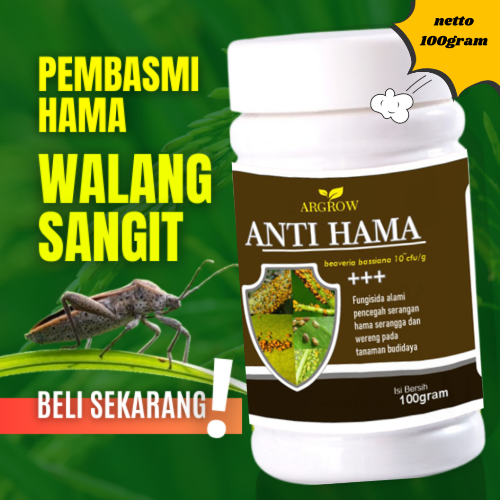 Obat Hama Wereng Paling Ampuh Cabe Padi Sawah Wereng Coklat Putih / Racun Hama Wereng Obat Semprot