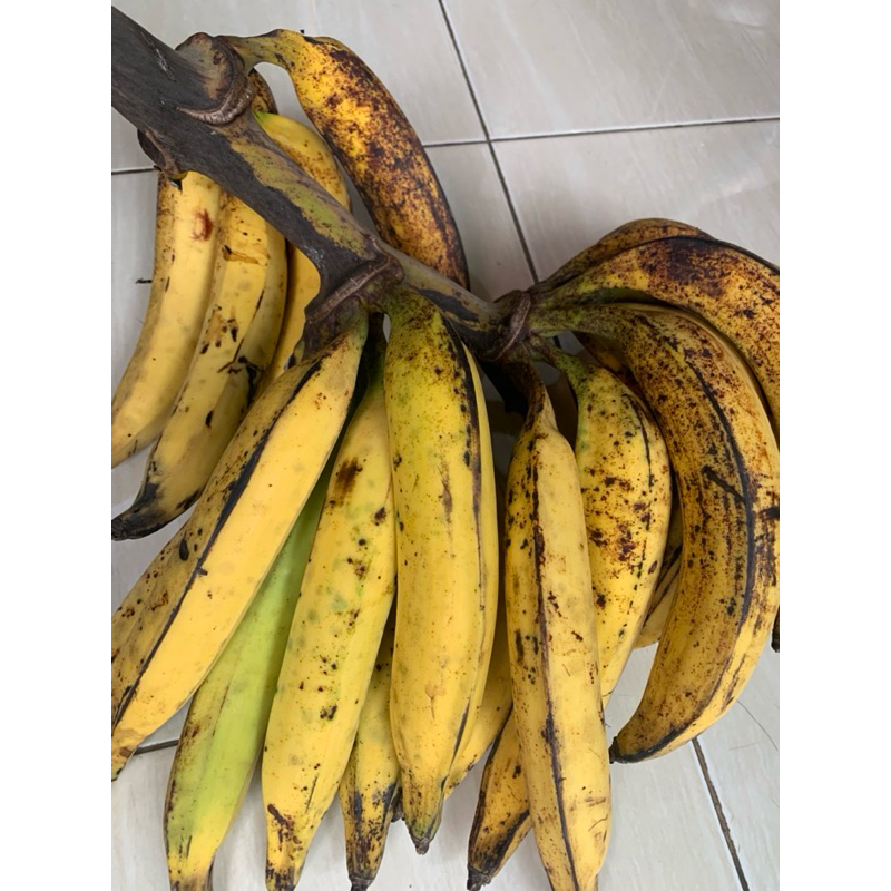 

PISANG>pisang>tanduk>mentah>matang>panjang>manis>mengkal.5.biji,
