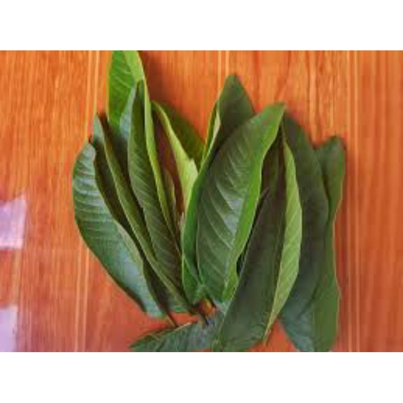

Daun Jambu biji untuk kesehatan