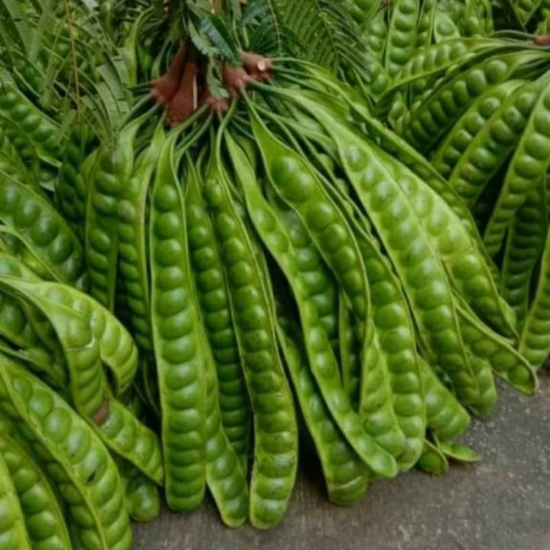 

COD PETAI SUPER 10 PAPAN GARANSI TUA, GARANSI JIKA BER ULAT