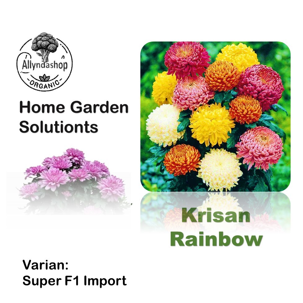 5 Biji - Bibit Benih Bunga Krisan Rainbow Chrysanthemum Mixed Unggul