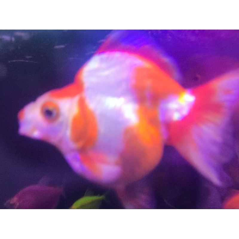 Ikan Koki Ryukin Red White