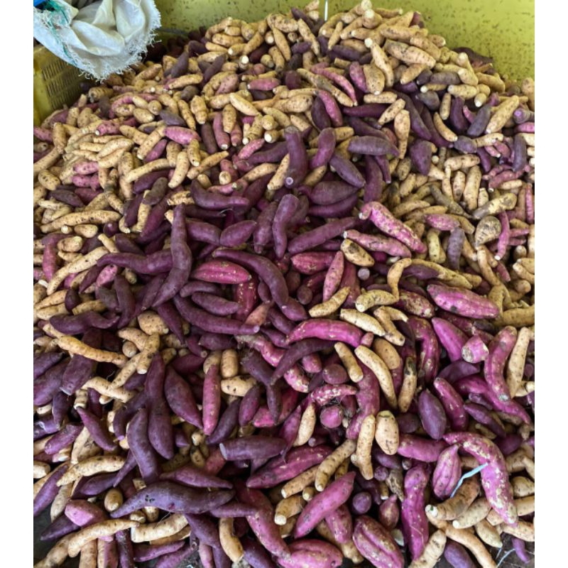 

Ubi Cilembu, Ungu, Jepang