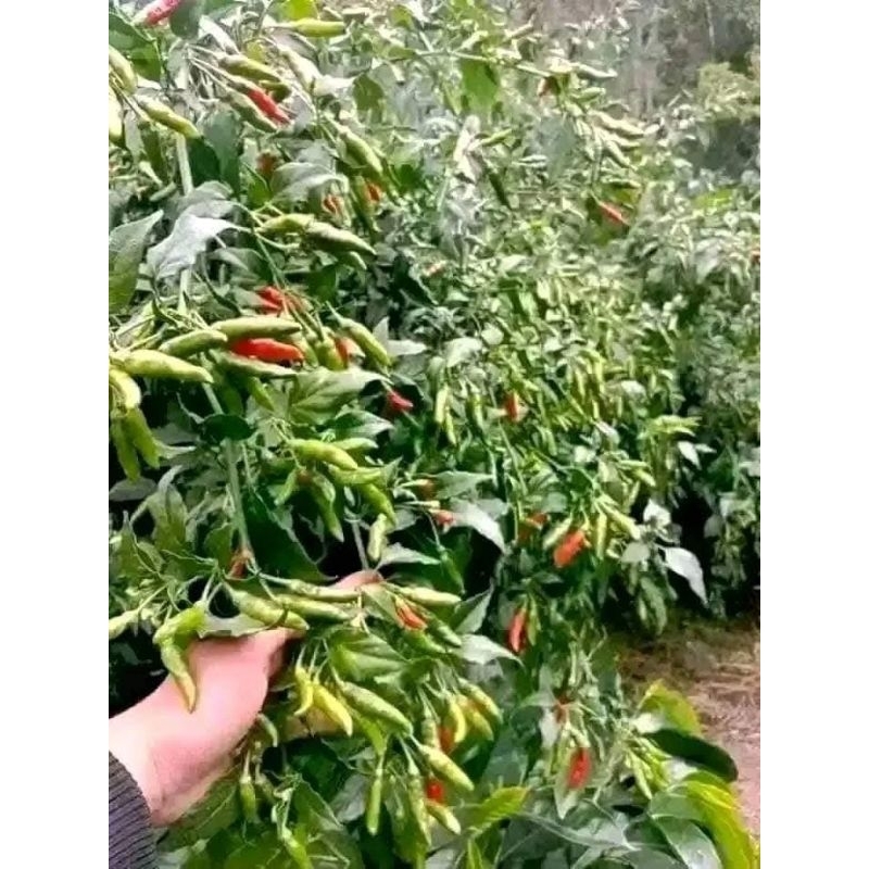 

cabe rawit padang berbuah lebat kemasan alumunium foil 10g