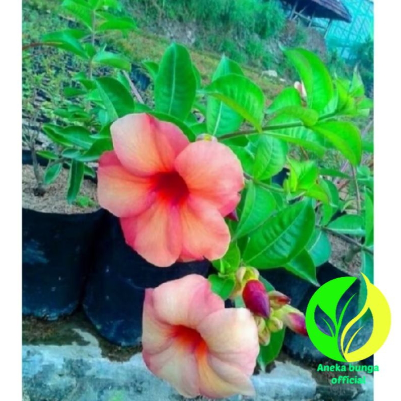 Tanaman bunga Alamanda merah / pohon alamanda bunga merah