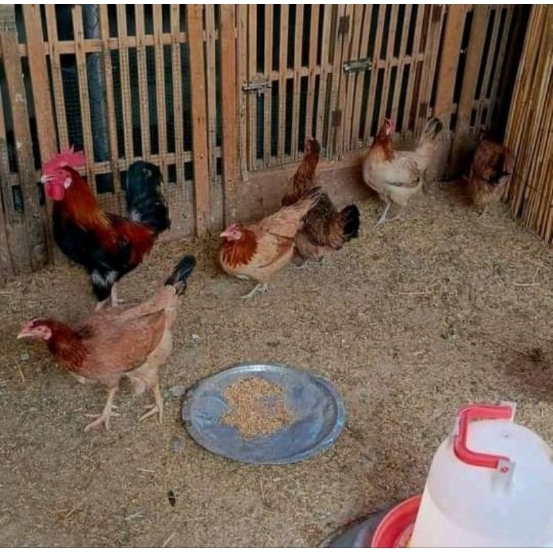 

telur fertil ayam aky gps X elba gps.untuk di tetaskan