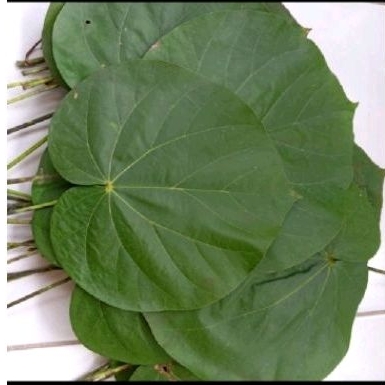 

Daun waru sgar 50 lmbar daun her bal waru