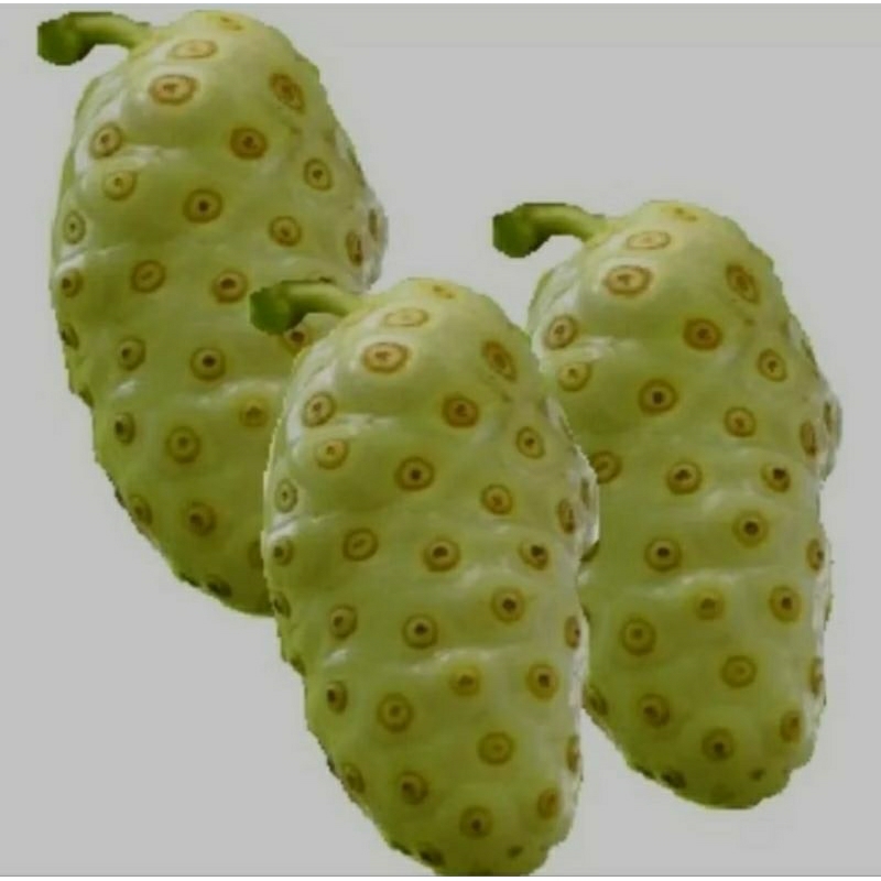 

BUAH MENGKUDU SEGAR HERBAL ORGANIK(PER BUAH)