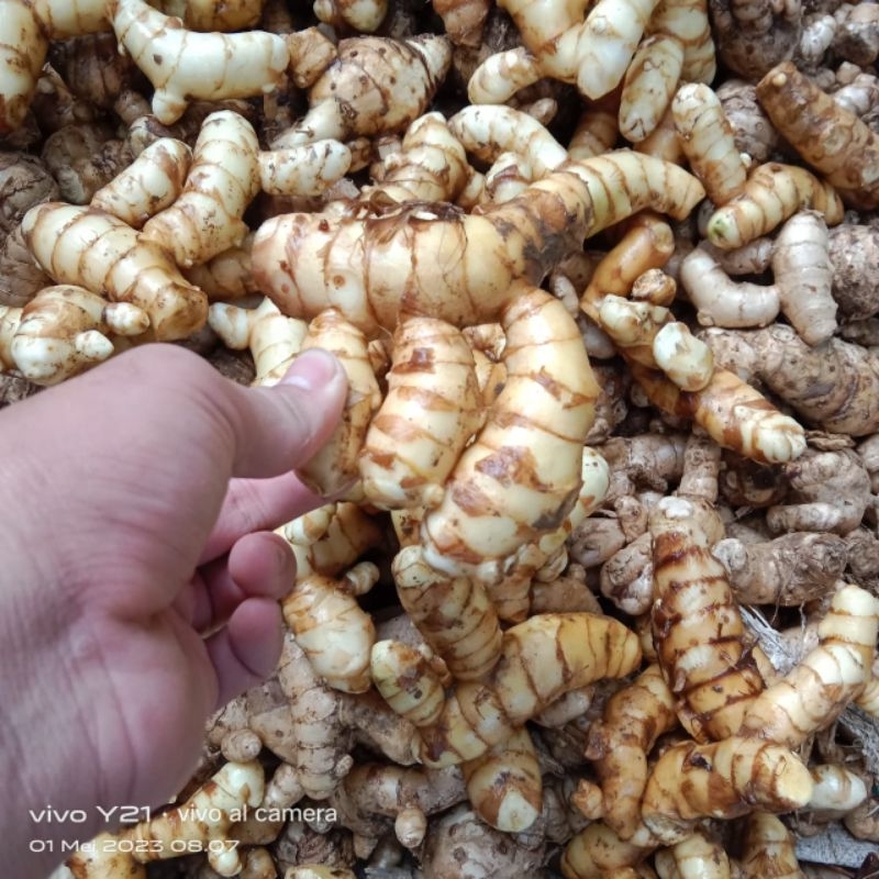 

KUNYIT PUTIH/TEMU PUTIH SEGAR NETTO 1KG OBAT HERBAL TRADISIONAL ALAMI