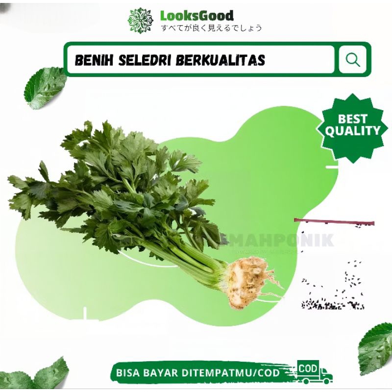 Puluhan Benih Sayuran Seledri / Benih Seledri / Bibit Seledri