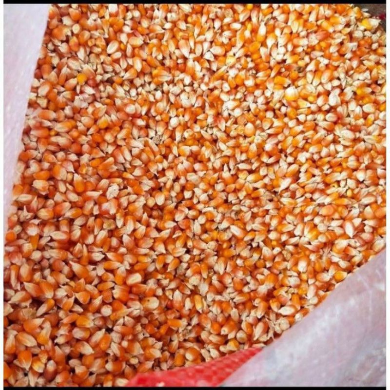 Jagung Kecil Pakan Burung - Pakan Unggas - Ukuran Jagungnya Kecil-kecil