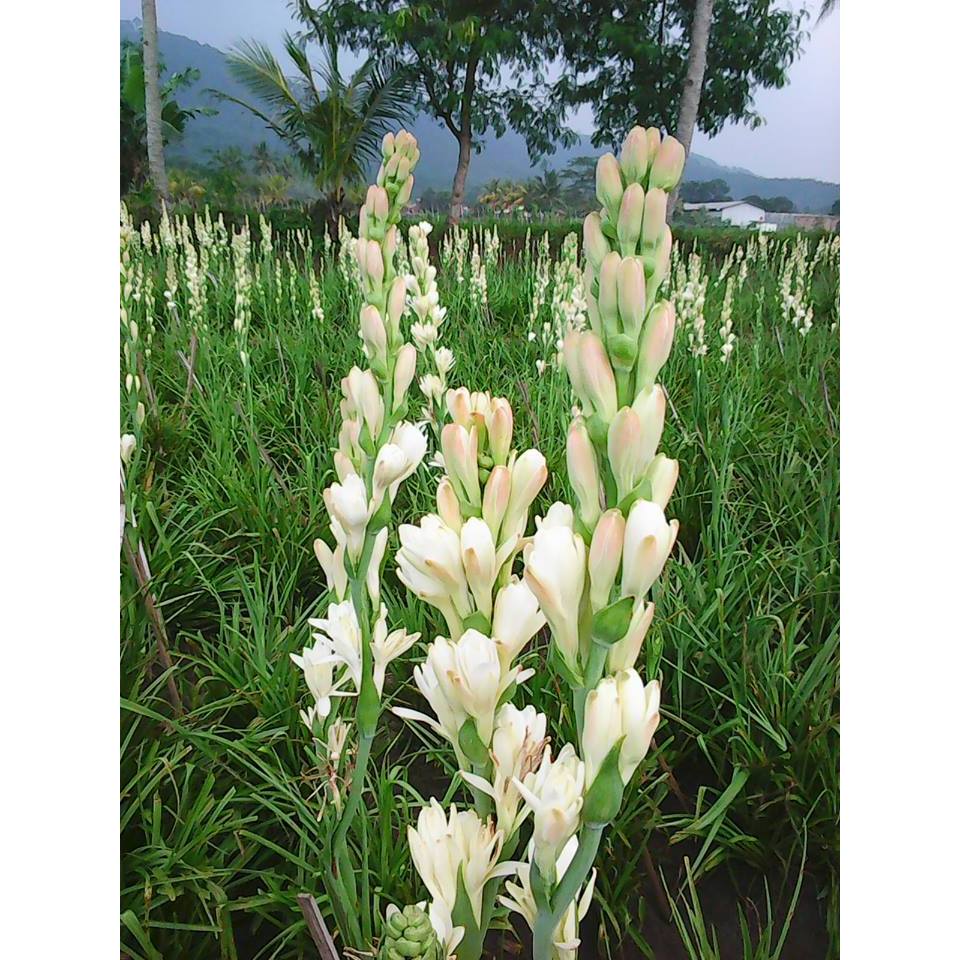 bibit tanaman sedap malam bunga wangi