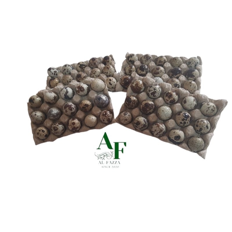 

TELUR PUYUH isi 15 Butir