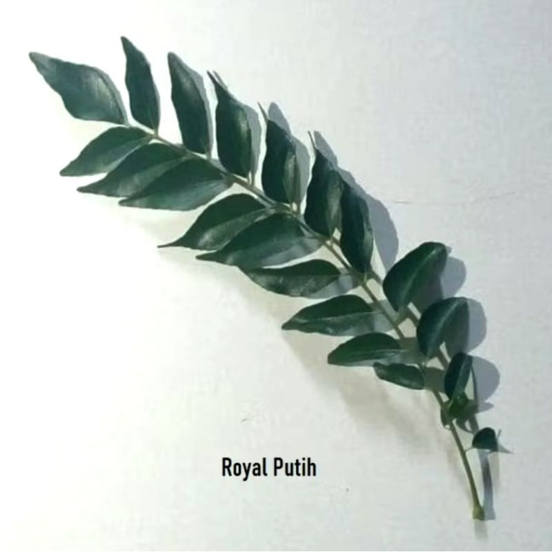 

DAUN KARI / SALAM KOJA / SEGAR PETIK SAAT ORDER ISI 15 TANGKAI