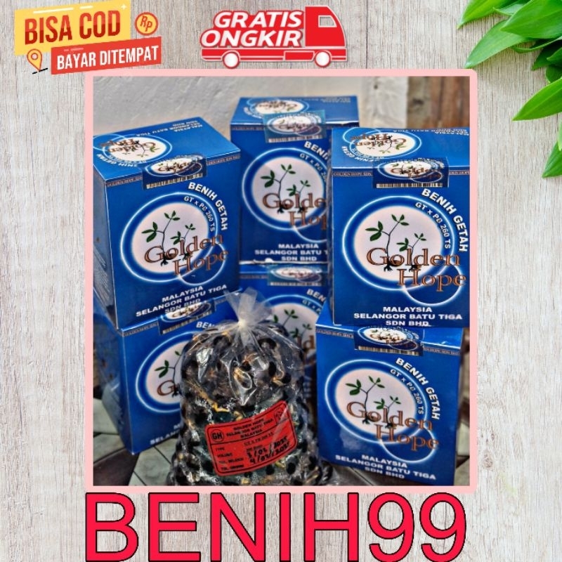 BENIH BIBIT KARET NEW GOLDEN HOPE MALAYSIA  KECAMBAH POLONG KARET MERAH UNGGUL ASLI BIBIT KARET MALA