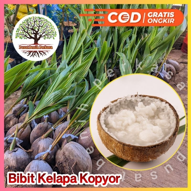 Bibit Kelapa Kopyor Genjah Asli