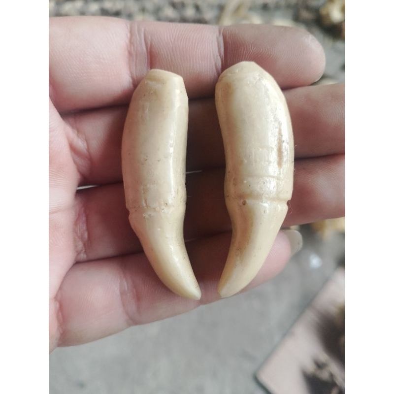 sepasang taring harimau