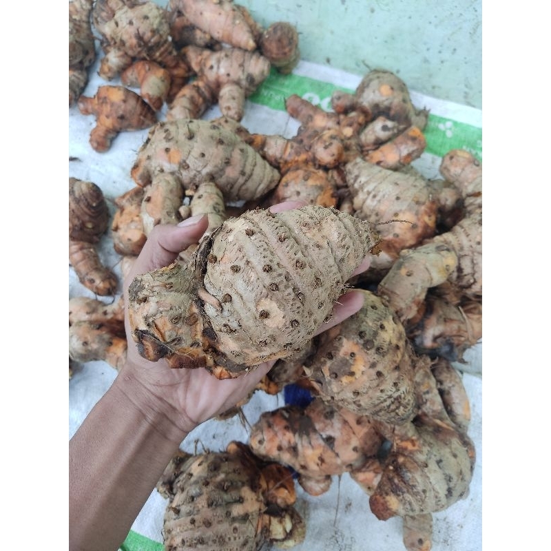 

Temulawak Segar Kunyit Besar Temu Lawak 1/2 KG