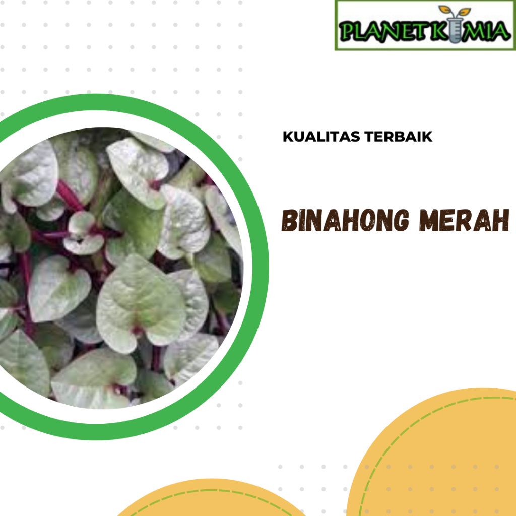 

dried,serbuk binahong merah best product