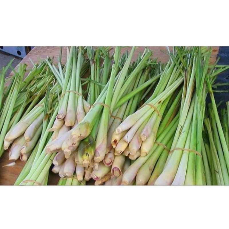 

daun sereh 1kg masih fresh asli