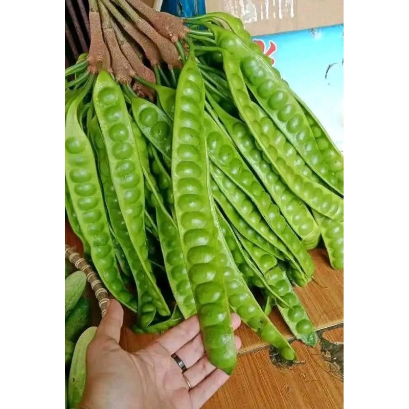 

Petai super ORI Spesial (1 ikat = 10 gantung)