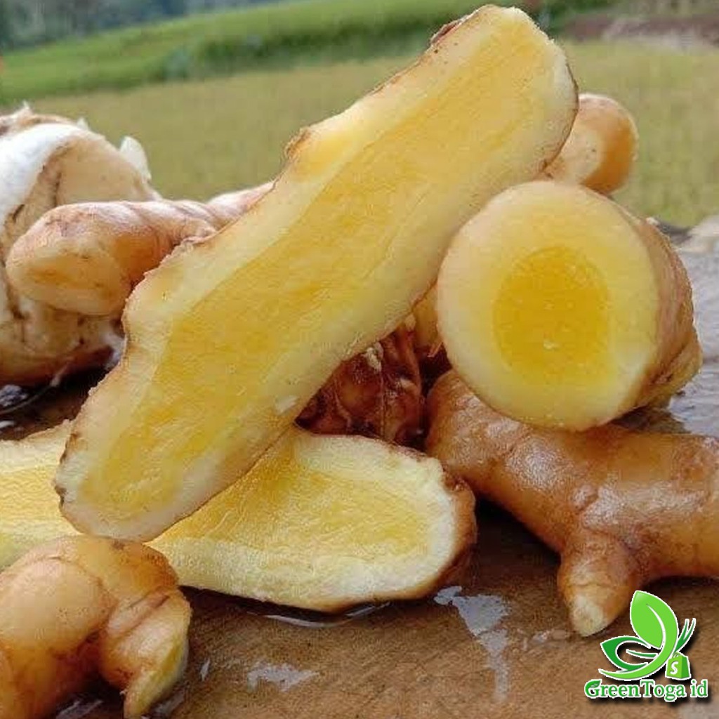 

Kunyit Mangga 1 kg Kunyit Putih herbal alami,sehat, tradisional